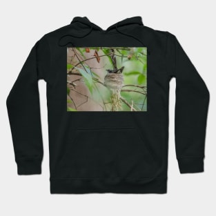 Fantail in nest Hoodie